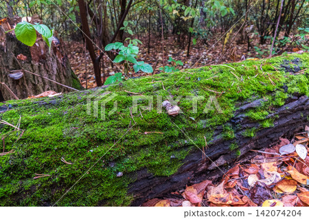 Soft thick moss in the forest is lit by the sun. Soft thick moss in the forest is lit by the sun. 142074204