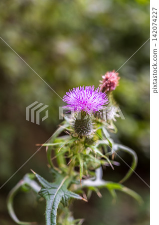 Carduus plant with purple flowers, family Asteraceae, and the tribe Cardueae. Carduus plant with purple flowers, family Asteraceae, and the tribe Cardueae. 142074227