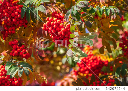 A bunch of red rowan in autumn leaves. A bunch of red rowan in autumn leaves. 142074244