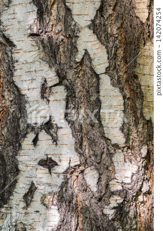 The texture of the birch bark. The texture of the birch bark. 142074254