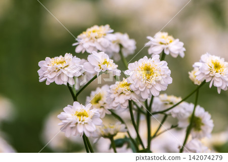 Colourful Feverfew Flowers, Tanacetum parthenium. Beautiful white and yellow flowers 142074279