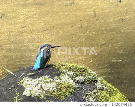 翠鳥棲息在岩石上 翠鳥棲息在岩石上 142074456