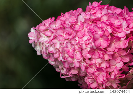 Romantic, soft and beautiful pattern pink hydrangea flowers background Romantic, soft and beautiful pattern pink hydrangea flowers background 142074464