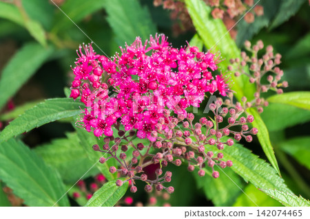Flowers of Spiraea japonica double play pink, the Japanese meadowsweet, Japanese spiraea or Korean spiraea. It is a plant in the family Rosaceae. Flowers of Spiraea japonica double play pink, the Japanese meadowsweet, Japanese spiraea or Korean spiraea. It is a plant in the family Rosaceae. 142074465
