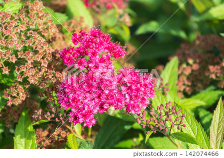 Flowers of Spiraea japonica double play pink, the Japanese meadowsweet, Japanese spiraea or Korean spiraea. It is a plant in the family Rosaceae. Flowers of Spiraea japonica double play pink, the Japanese meadowsweet, Japanese spiraea or Korean spiraea. It is a plant in the family Rosaceae. 142074466