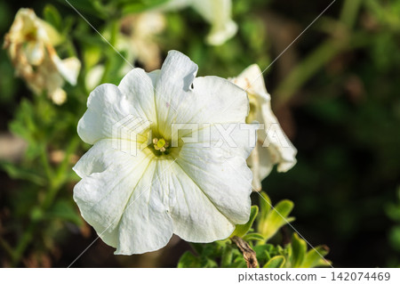 Petals of white petunia flowers. Close-up, selective focus. Petals of white petunia flowers. Close-up, selective focus. 142074469