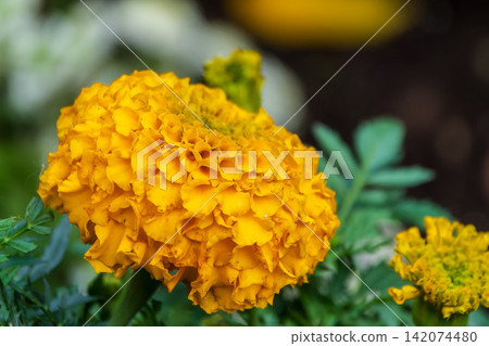 Close-up of a vibrant yellow Tagetes flower, a symbol of natural beauty Close-up of a vibrant yellow Tagetes flower, a symbol of natural beauty 142074480