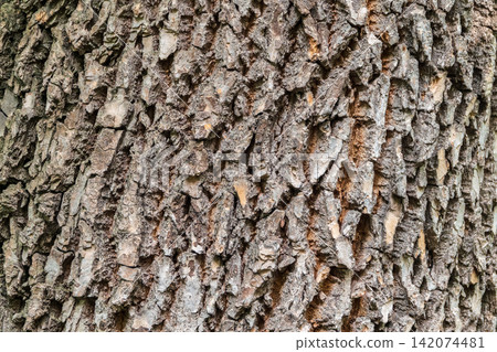 Bark texture and background of a old tree trunk. Detailed bark texture. Bark texture and background of a old tree trunk. Detailed bark texture. 142074481