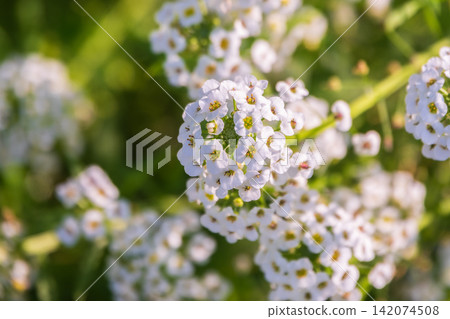 Colourful Feverfew Flowers, Tanacetum parthenium. Beautiful white and yellow flowers Colourful Feverfew Flowers, Tanacetum parthenium. Beautiful white and yellow flowers 142074508