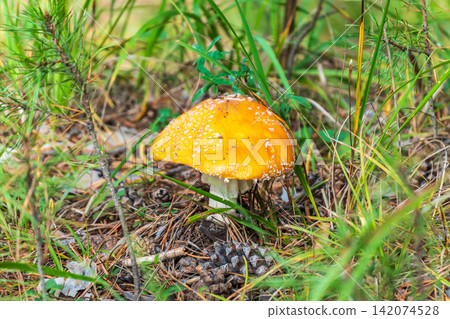 Autumn background. amanita muscaria mushroom in autumn forest. harvest fungi concept. Fly agaric, wild poisonous red mushroom in yellow-orange fallen leaves Autumn background. amanita muscaria mushroom in autumn forest. harvest fungi concept. Fly agaric, wild poisonous red mushroom in yellow-orange fallen leaves 142074528