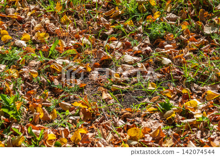 Orange and yellow fallen leaves in the sunlight. Orange and yellow fallen leaves in the sunlight. 142074544