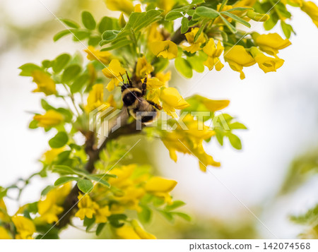 A bee collects nectar on a yellow acacia. Acacia tree branch with green leaves and yellow flowers. A bee collects nectar on a yellow acacia. Acacia tree branch with green leaves and yellow flowers. 142074568