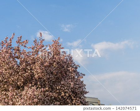 Fresh pink flowers of a blossoming apple tree with blured background Fresh pink flowers of a blossoming apple tree with blured background 142074571