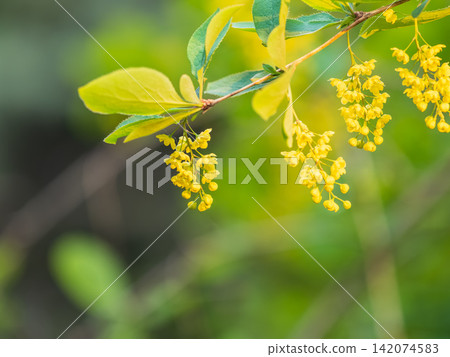 Bush of barberry in the spring with fresh green leaves and small yellow flowers. Branches of bushes with young leaves Bush of barberry in the spring with fresh green leaves and small yellow flowers. Branches of bushes with young leaves 142074583