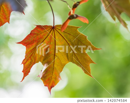 Tree branch with dark red leaves, Acer platanoides, the Norway maple Crimson King. Red Maple acutifoliate Crimson King, young plant with green background. Tree branch with dark red leaves, Acer platanoides, the Norway maple Crimson King. Red Maple acutifoliate Crimson King, young plant with green background. 142074584