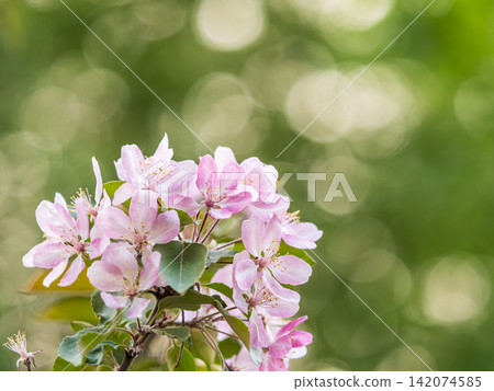 Fresh pink flowers of a blossoming apple tree with blured background Fresh pink flowers of a blossoming apple tree with blured background 142074585