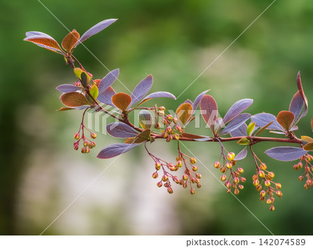 Bush of barberry in the spring with dark red leaves and small flowers. Branches of bushes with young red-orange leaves Bush of barberry in the spring with dark red leaves and small flowers. Branches of bushes with young red-orange leaves 142074589