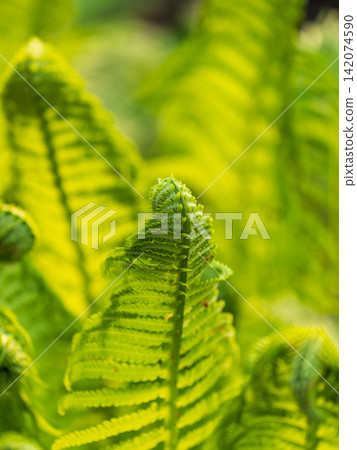Natural green young ostrich fern or shuttlecock fern Natural green young ostrich fern or shuttlecock fern 142074590