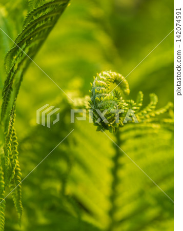 Natural green young ostrich fern or shuttlecock fern Natural green young ostrich fern or shuttlecock fern 142074591