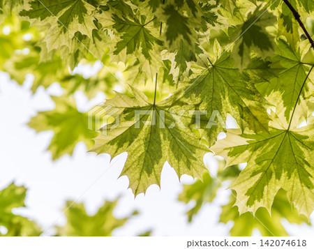 Green and white foliage of Norway Maple 'Drummondii' - Acer platanoides Variegata Green and white foliage of Norway Maple 'Drummondii' - Acer platanoides Variegata 142074618