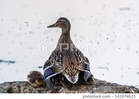 Adult duck with many ducklings sits on green shore of pond Adult duck with many ducklings sits on green shore of pond 142074625