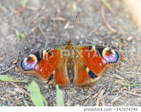 Peacock butterfly on the ground among the grass Peacock butterfly on the ground among the grass 142074749
