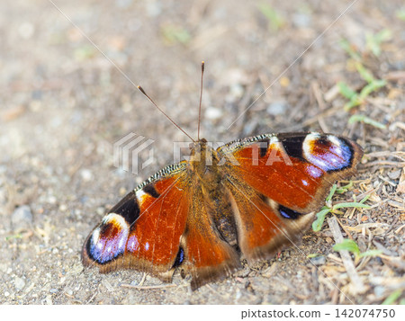 Peacock butterfly on the ground among the grass Peacock butterfly on the ground among the grass 142074750