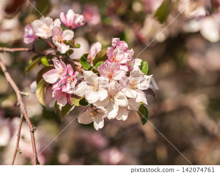Fresh pink flowers of a blossoming apple tree with blured background Fresh pink flowers of a blossoming apple tree with blured background 142074761