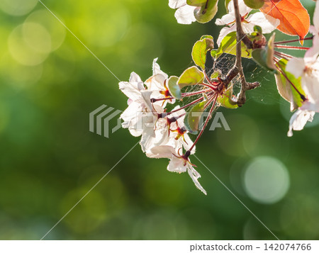 Fresh pink flowers of a blossoming apple tree with blured background Fresh pink flowers of a blossoming apple tree with blured background 142074766