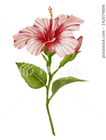 Tropical hibiscus flowers watercolor illustration composition isolated on white. Floral summer elements with blooming garden plant elements for elegant and romantic wedding designs. Hand drawn sketch Tropical hibiscus flowers watercolor illustration composition isolated on white. Floral summer elements with blooming garden plant elements for elegant and romantic wedding designs. Hand drawn sketch 142074806