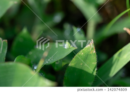 Morning dew, water droplets, leaf tips, dewdrops, macro, close-up, green, nature, plant, close-up, calming, background material Morning dew, water droplets, leaf tips, dewdrops, macro, close-up, green, nature, plant, close-up, calming, background material 142074809