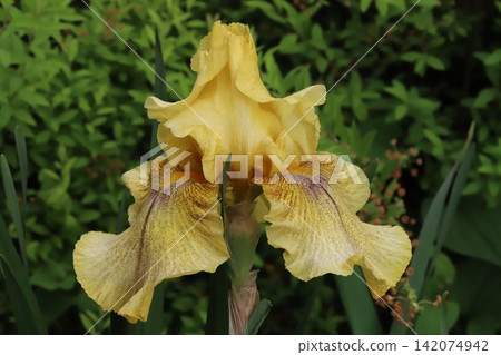 Yellow german iris flower blooming in spring garden Yellow german iris flower blooming in spring garden 142074942