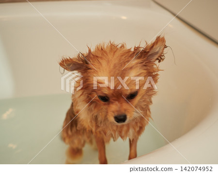 一隻可愛的博美幼犬在家洗澡。 一隻可愛的博美幼犬在家洗澡。 142074952