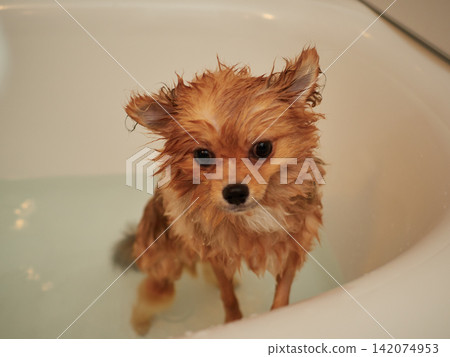 一隻可愛的博美幼犬在家洗澡。 一隻可愛的博美幼犬在家洗澡。 142074953