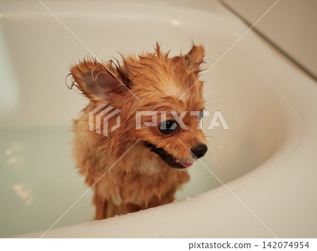 一隻可愛的博美幼犬在家洗澡。 一隻可愛的博美幼犬在家洗澡。 142074954