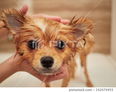一隻可愛的博美幼犬在家洗澡。 一隻可愛的博美幼犬在家洗澡。 142074955