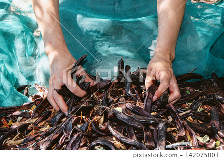 a man gathers carob pods from a harvesting net a man gathers carob pods from a harvesting net 142075001