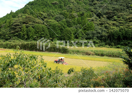 Countryside scenery harvesting rice Countryside scenery harvesting rice 142075070