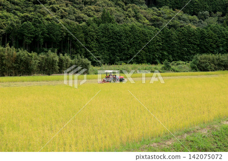 Countryside scenery harvesting rice Countryside scenery harvesting rice 142075072