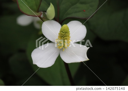 魚腥草的花朵,白色苞片和簇簇黃色小花(花序),在春天的田野盛開。 魚腥草的花朵,白色苞片和簇簇黃色小花(花序),在春天的田野盛開。 142075148
