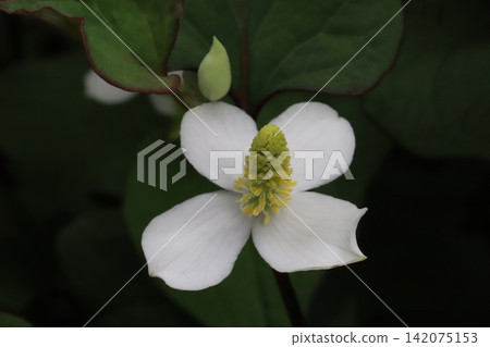 魚腥草的花朵,白色苞片和簇簇黃色小花(花序),在春天的田野盛開。 魚腥草的花朵,白色苞片和簇簇黃色小花(花序),在春天的田野盛開。 142075153