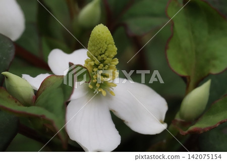 魚腥草的花朵,白色苞片和簇簇黃色小花(花序),在春天的田野盛開。 魚腥草的花朵,白色苞片和簇簇黃色小花(花序),在春天的田野盛開。 142075154