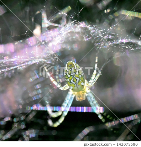A spider that shines with rainbow colors A spider that shines with rainbow colors 142075590