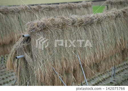 Rice after harvesting 142075766