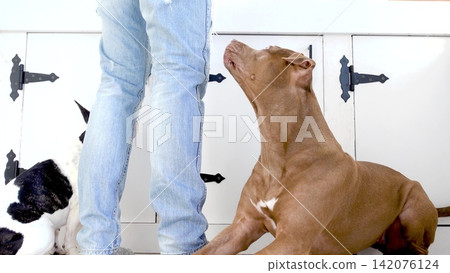 Man treats his dogs during training Man treats his dogs during training 142076124