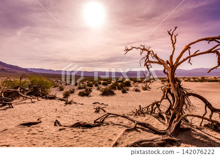 trees in desert, death valley national park trees in desert, death valley national park 142076222