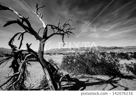 trees in desert, death valley national park trees in desert, death valley national park 142076238