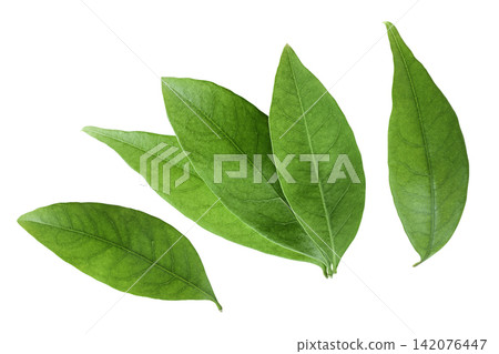 Green lychee leaf isolated on a white background. Top view. Flat lay Green lychee leaf isolated on a white background. Top view. Flat lay 142076447
