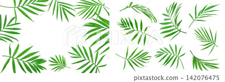 frame of green leaves of palm tree isolated on white background frame of green leaves of palm tree isolated on white background 142076475