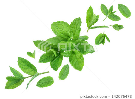 fresh mint leaves isolated on white background fresh mint leaves isolated on white background 142076478